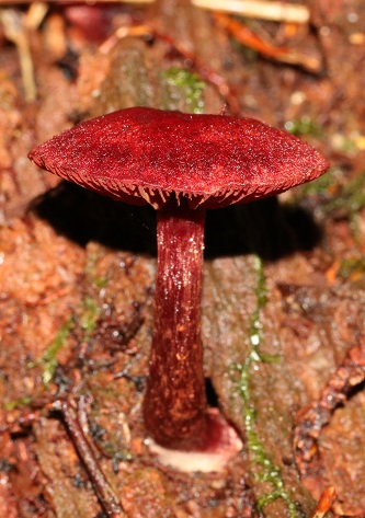 Cortinarius sanguineus